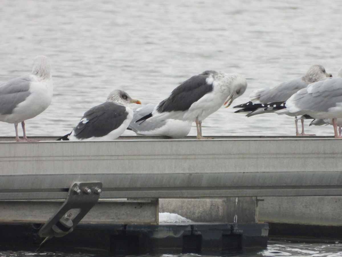 Lesser Black-backed Gull - ML646481061