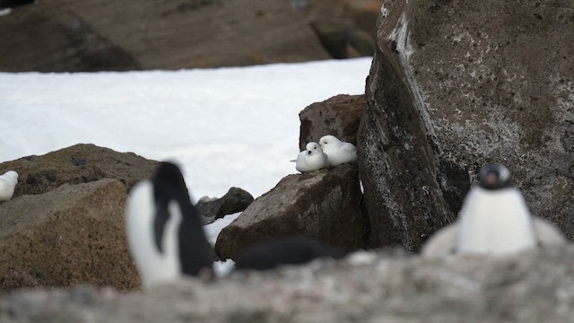 Snow Petrel - ML646481062