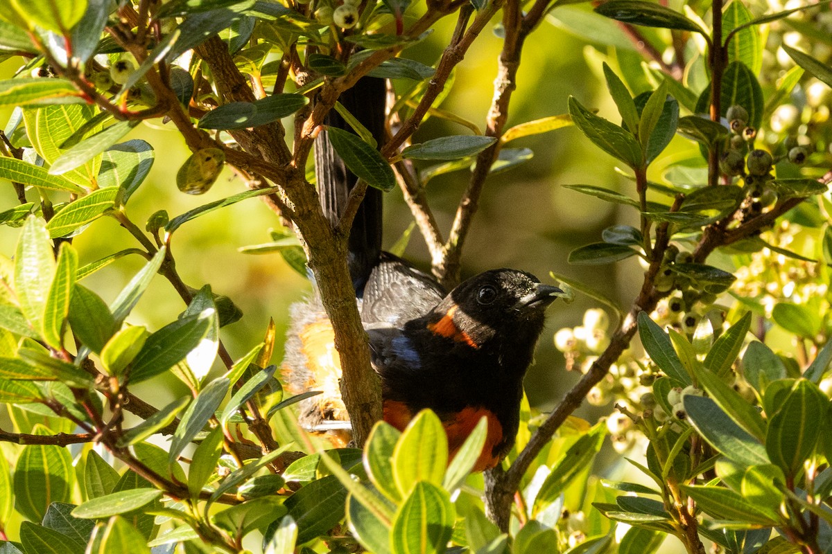 Scarlet-bellied Mountain Tanager (Scarlet-bellied) - ML646481064