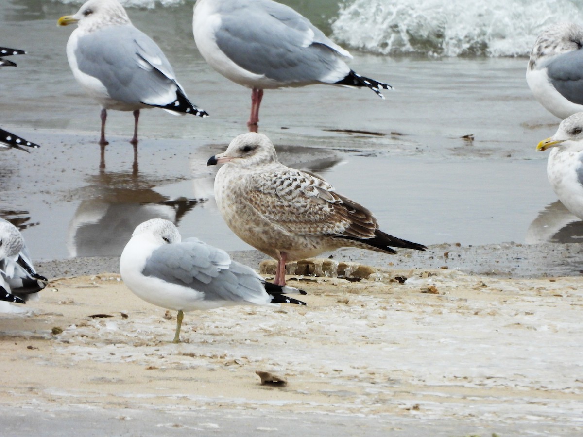 American Herring Gull - ML646481075