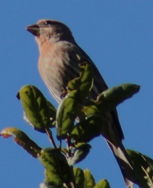 House Finch - ML646481076