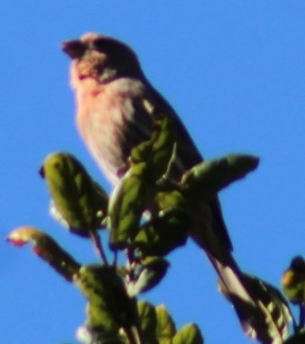 House Finch - ML646481077