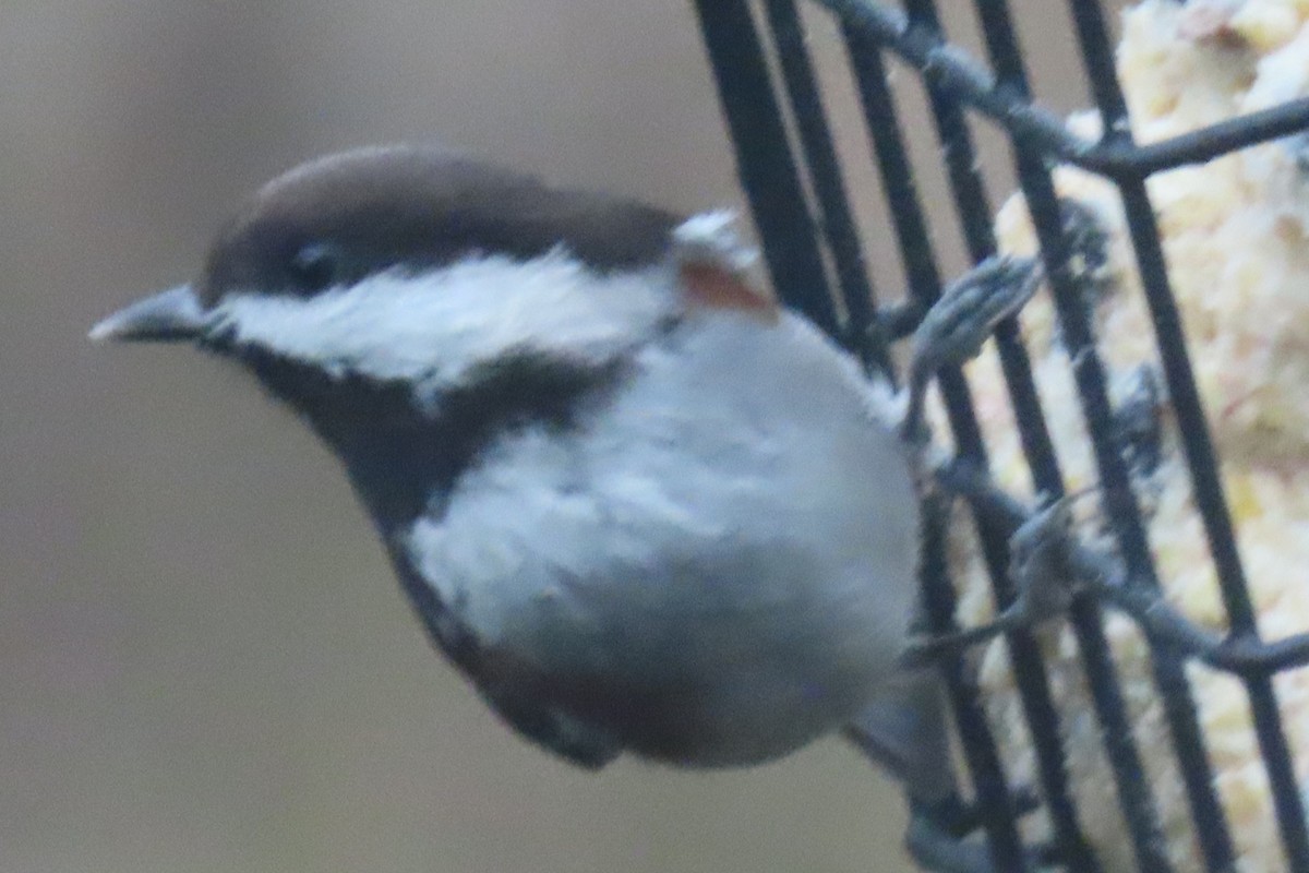 クロイロコガラ - ML646481078