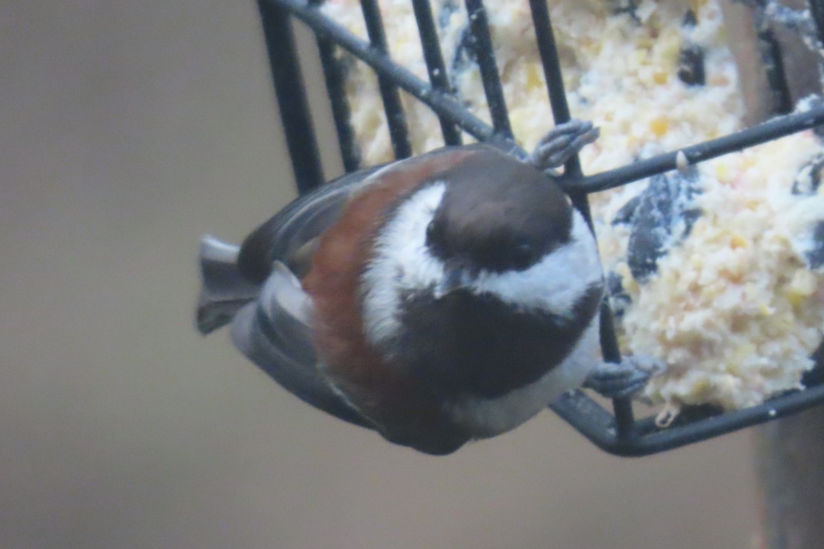 クロイロコガラ - ML646481079