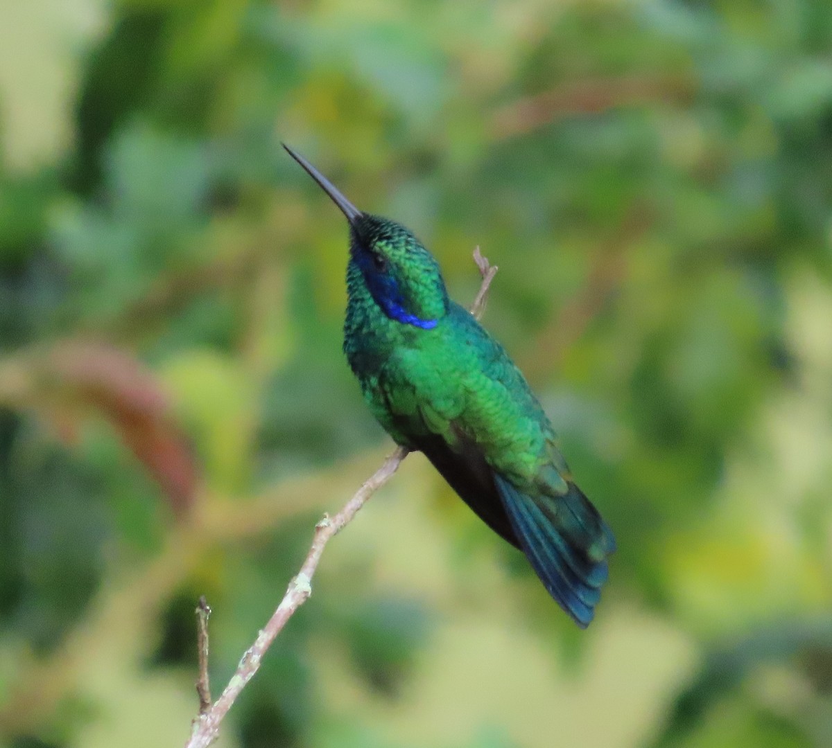 fiolørekolibri - ML646481080