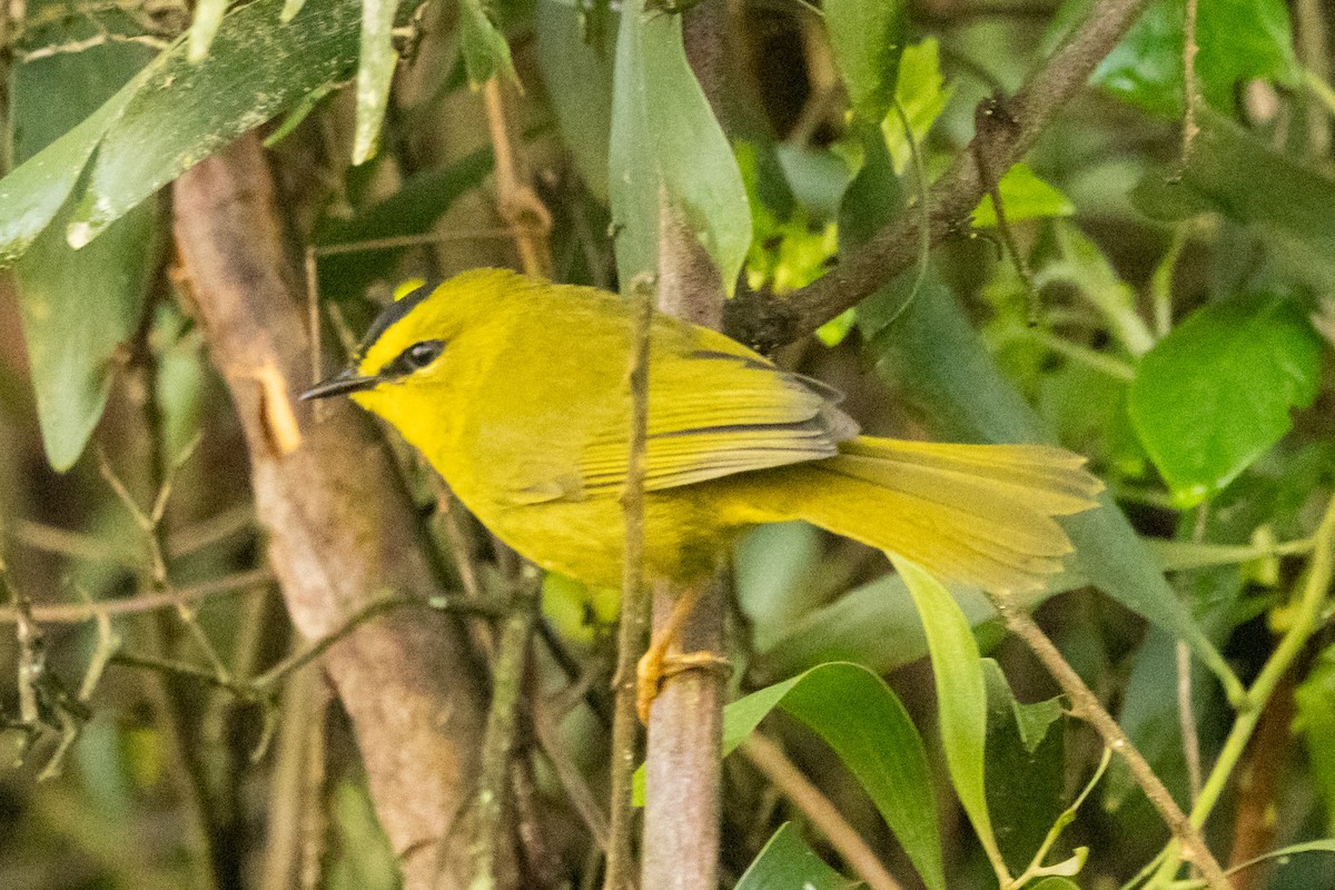 Black-crested Warbler - ML646481081
