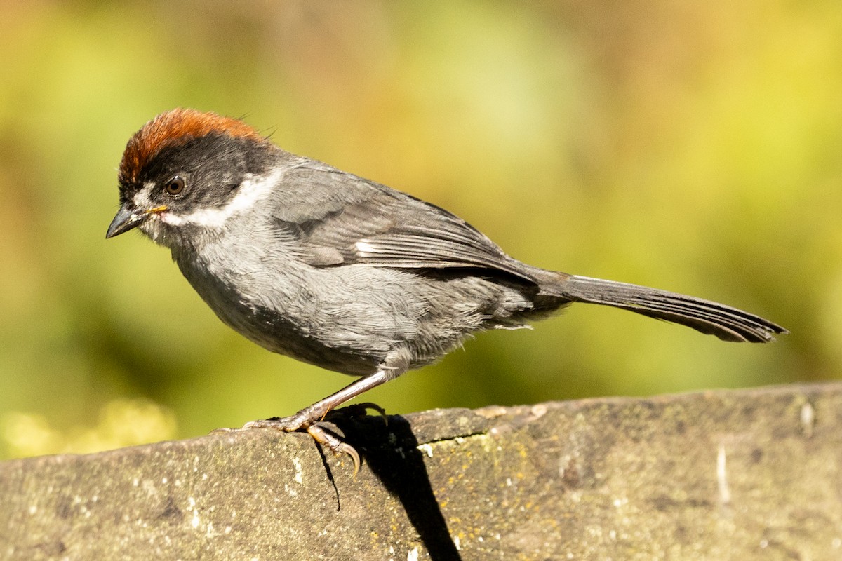 Northern Slaty Brushfinch - ML646481084