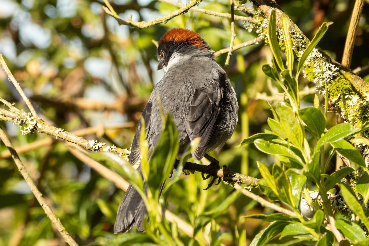 Northern Slaty Brushfinch - ML646481085