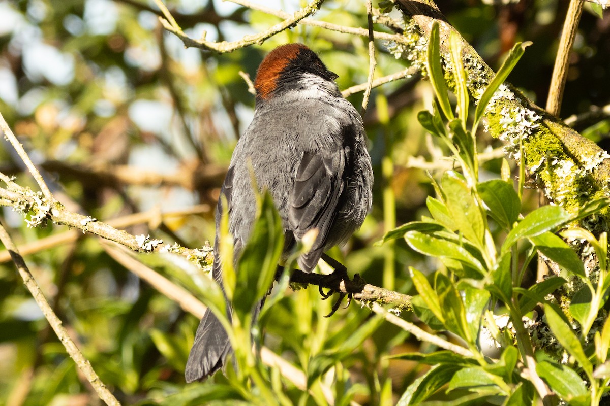 Northern Slaty Brushfinch - ML646481086
