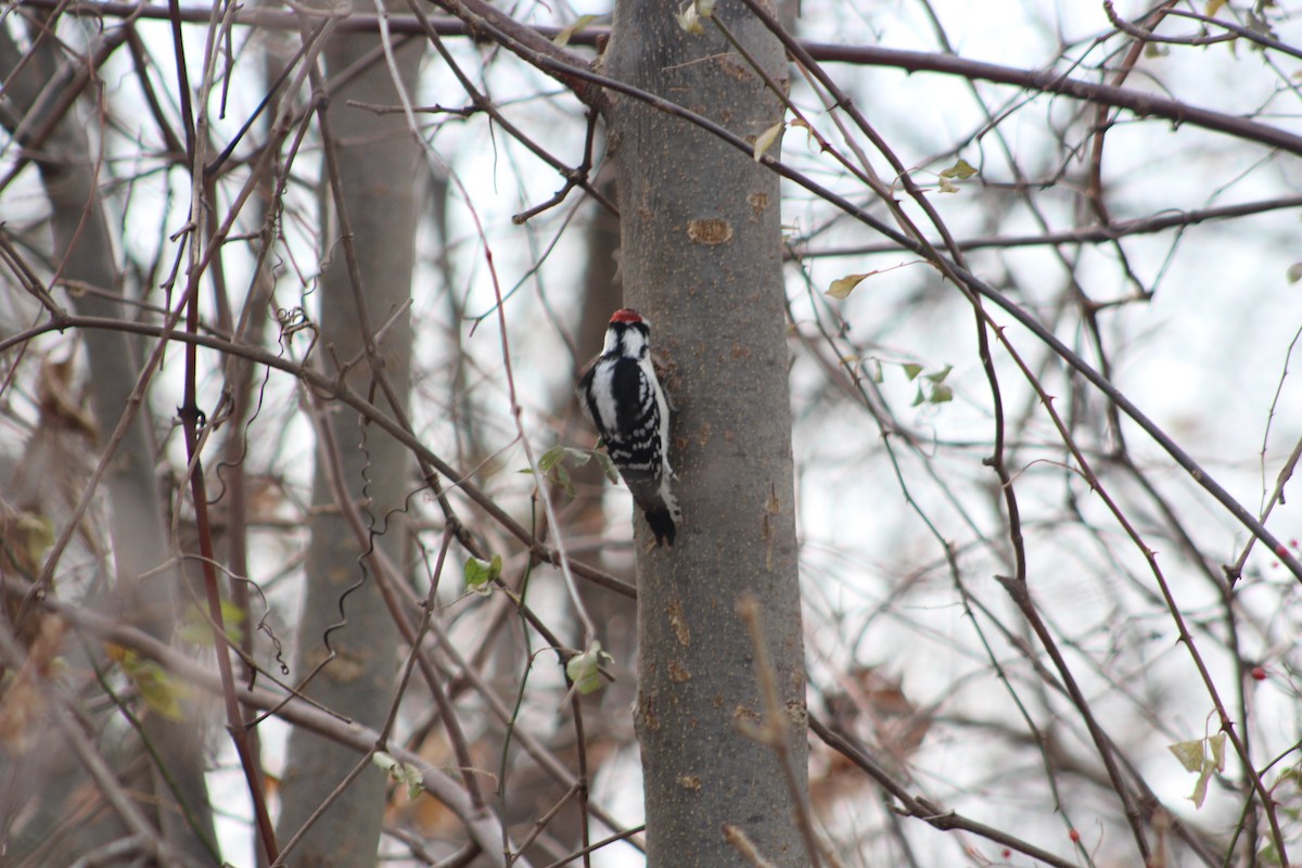 Downy Woodpecker - ML646481087