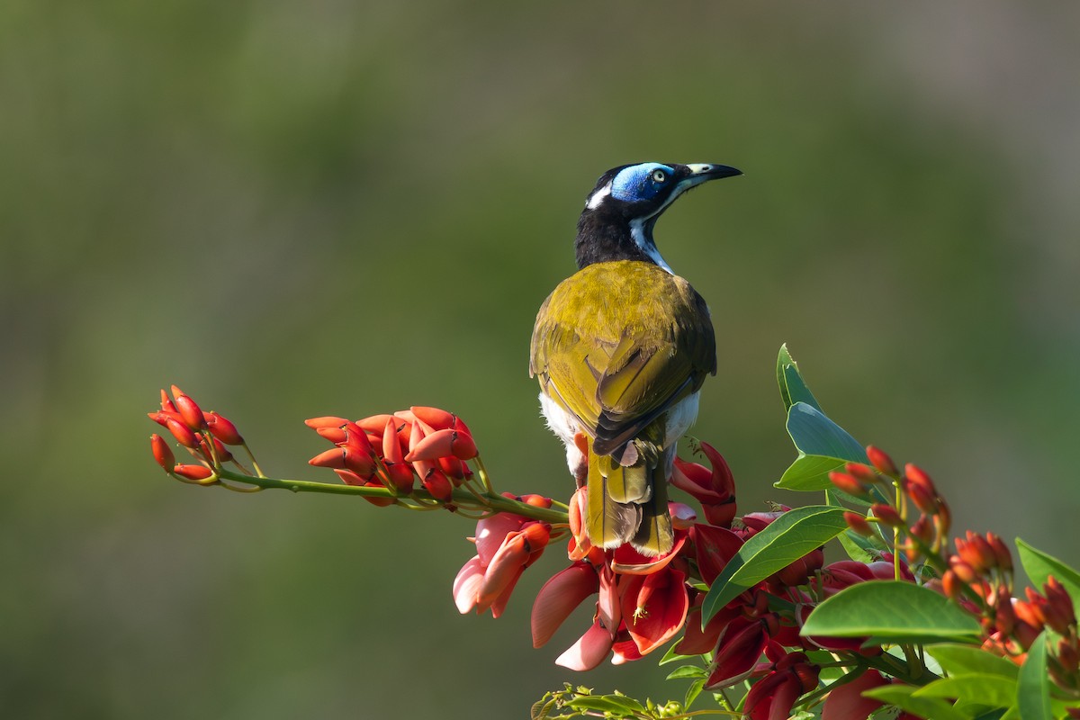 medosavka modrolící - ML646481093