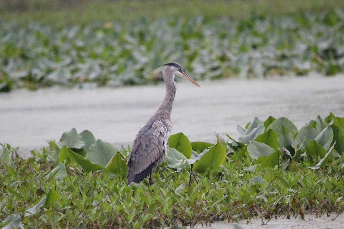 Great Blue Heron - ML646481094