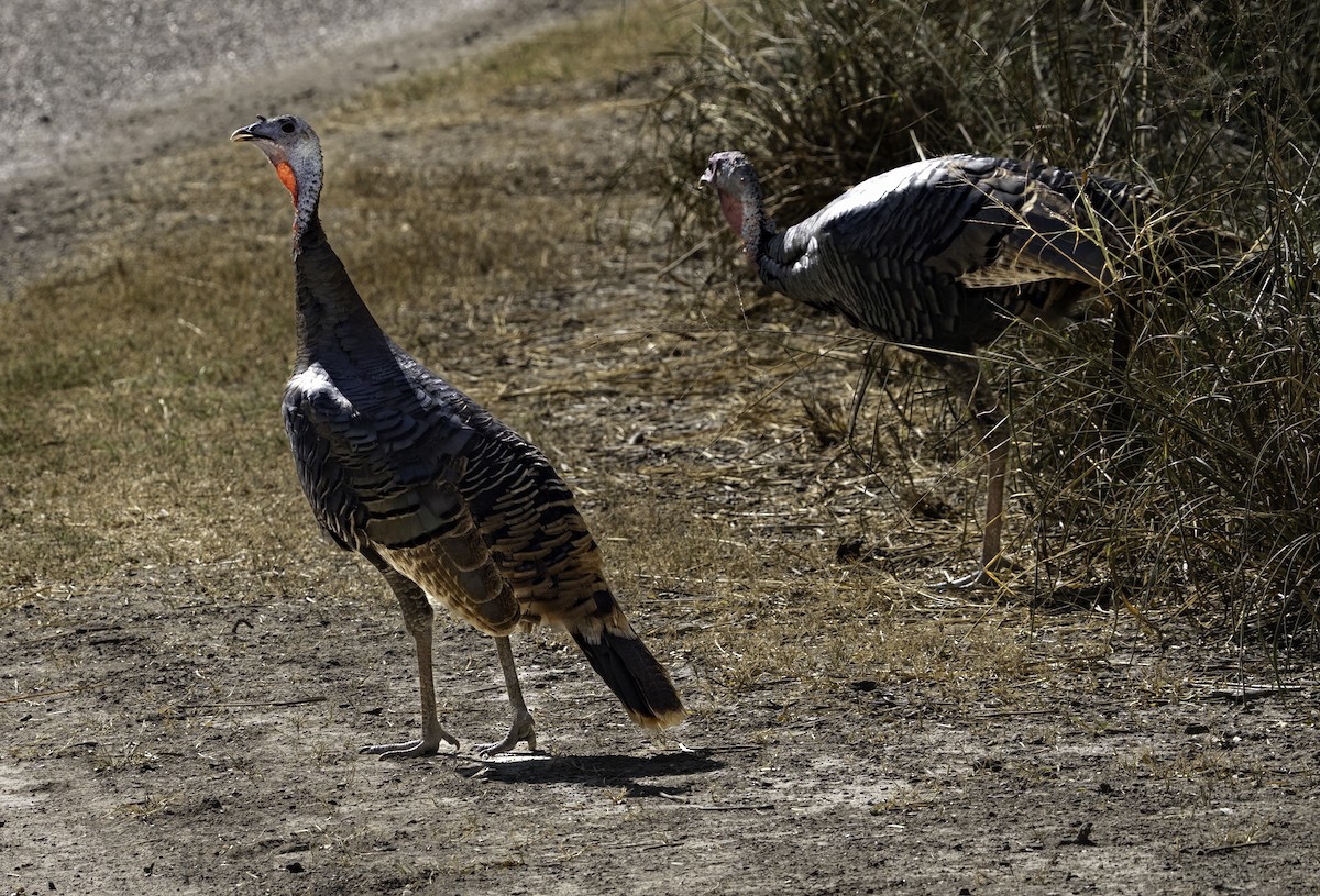 Wild Turkey - ML646481095