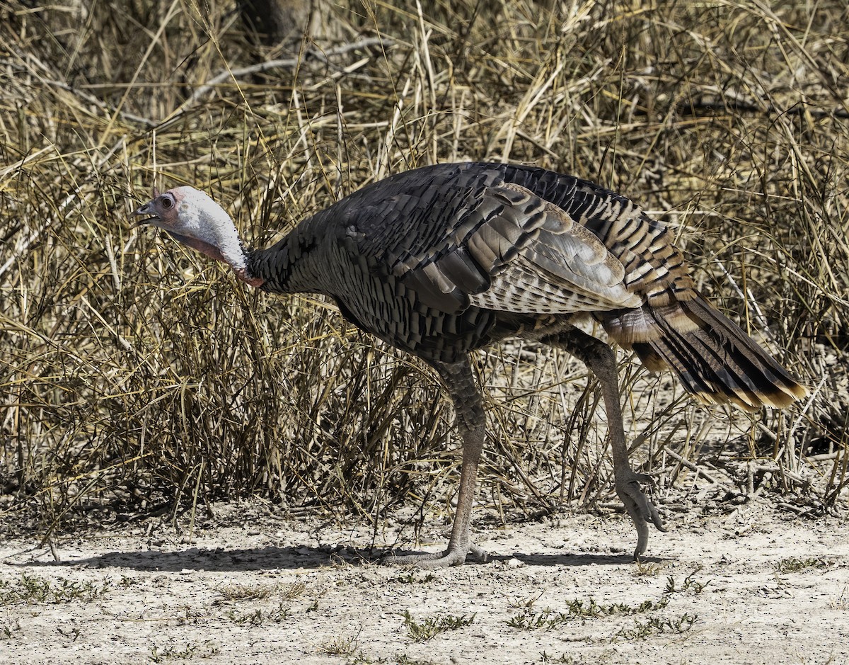Wild Turkey - ML646481096