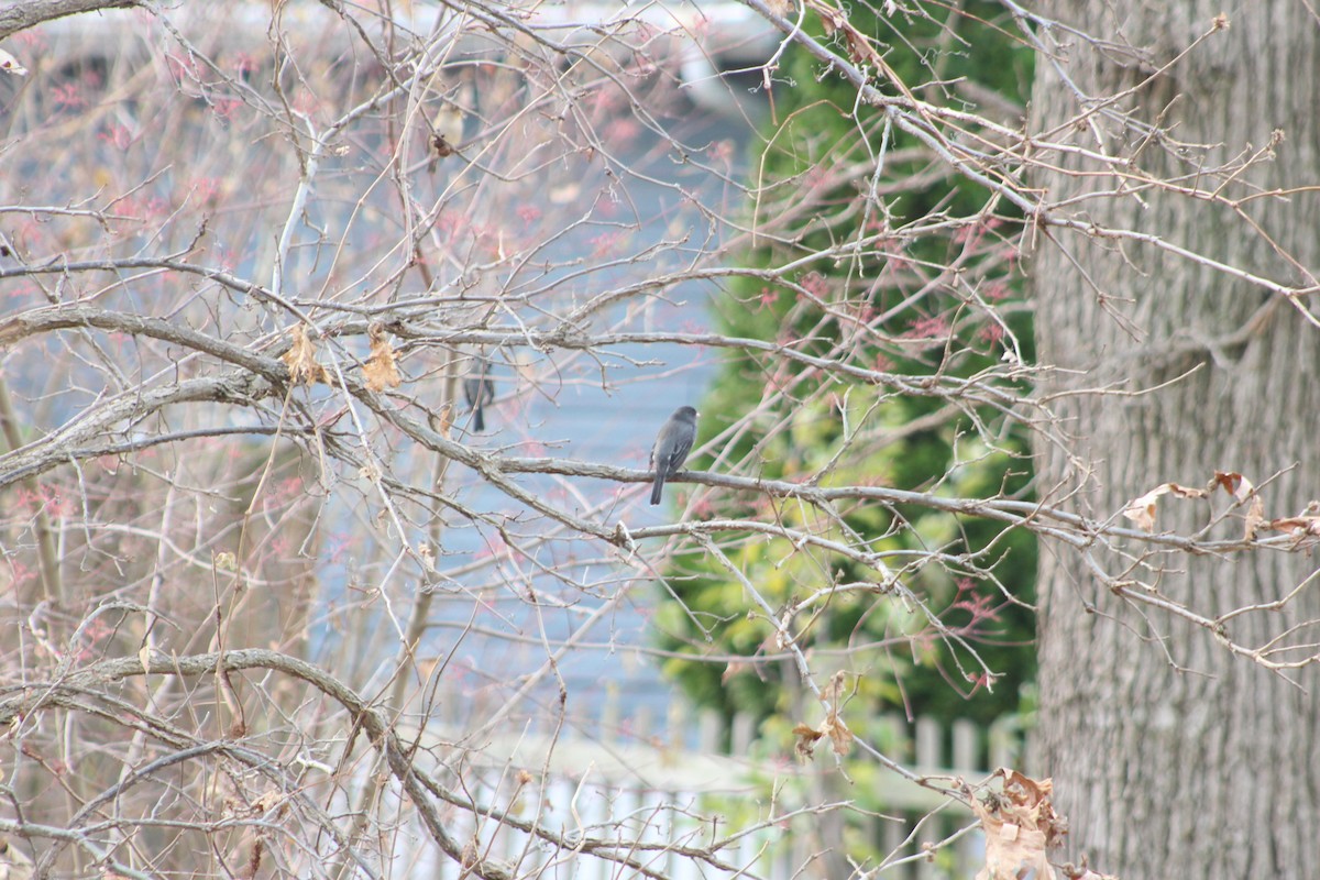 Dark-eyed Junco - ML646481099