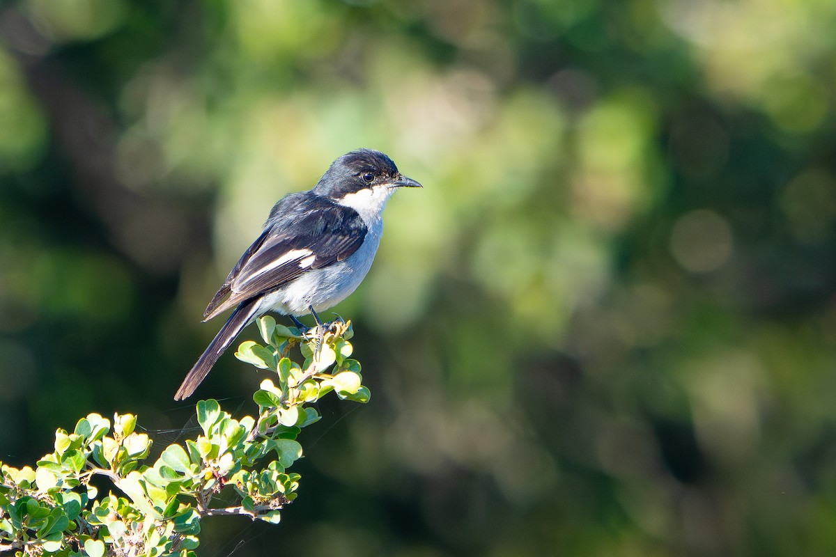 Fiscal Flycatcher - ML646481101