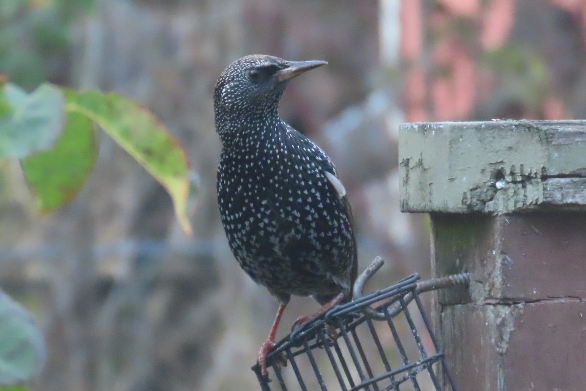 ホシムクドリ - ML646481104