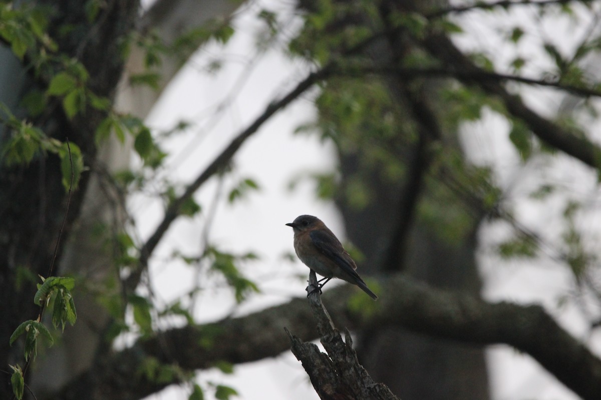Eastern Bluebird - ML646481105