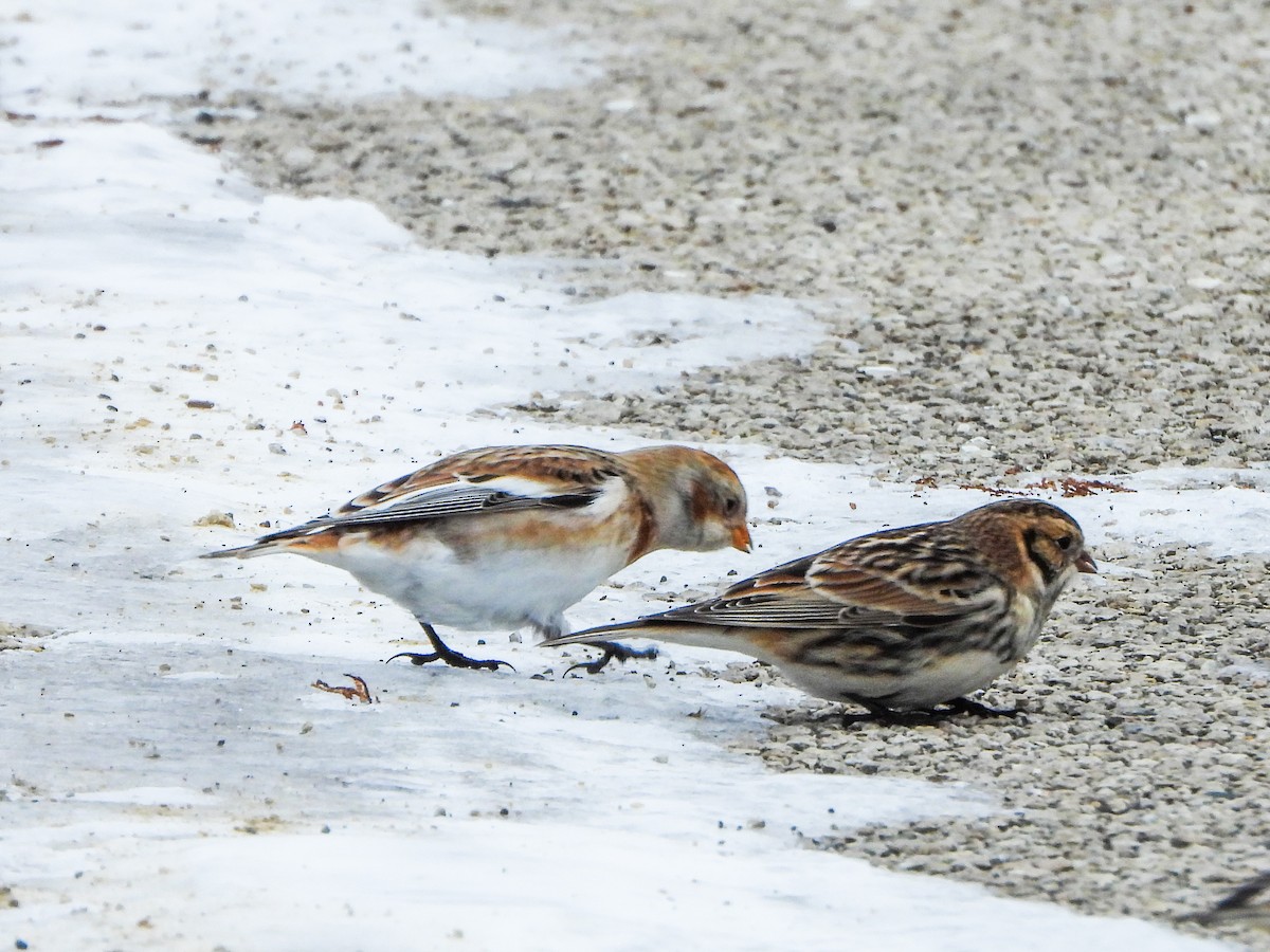 Snow Bunting - ML646481111