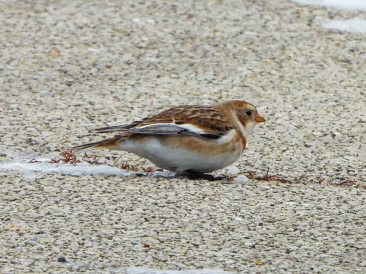 Snow Bunting - ML646481112