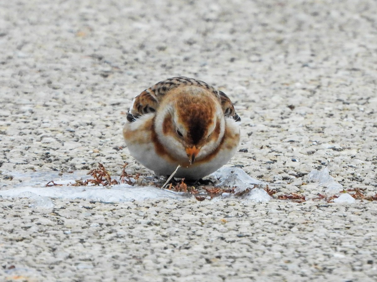 Snow Bunting - ML646481113