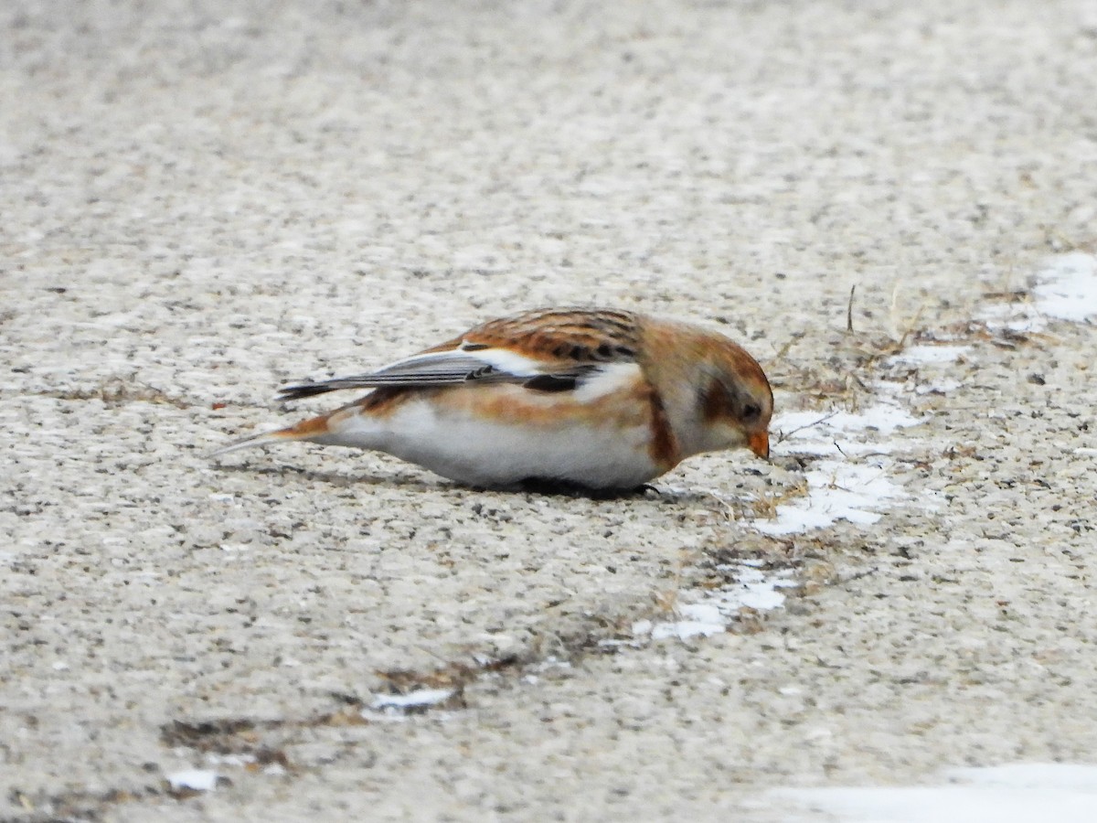Snow Bunting - ML646481115