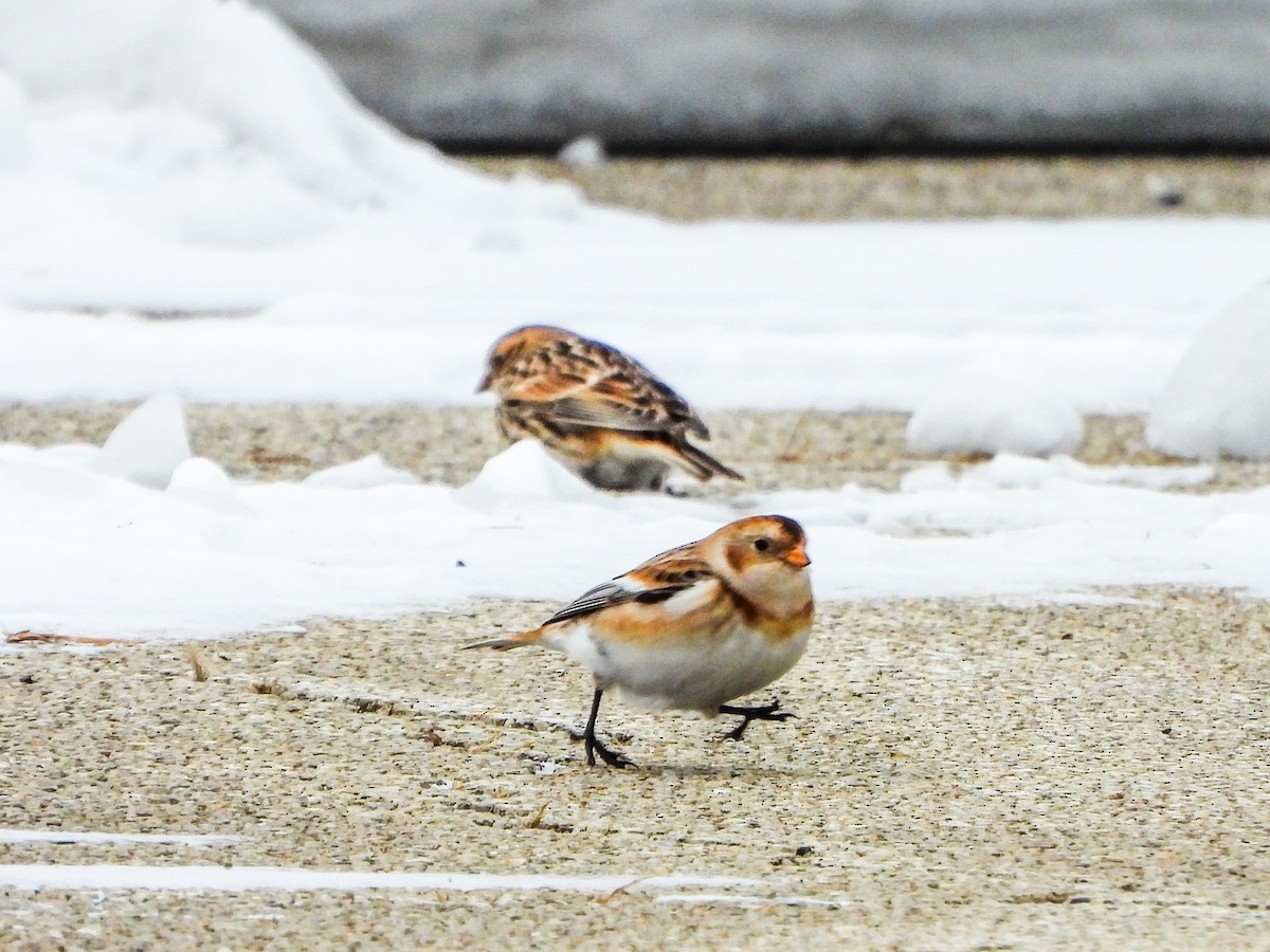 Snow Bunting - ML646481118