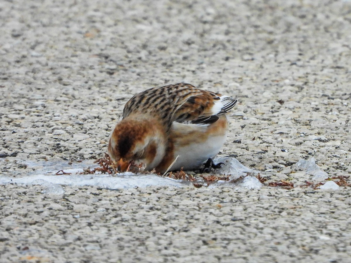 Snow Bunting - ML646481120