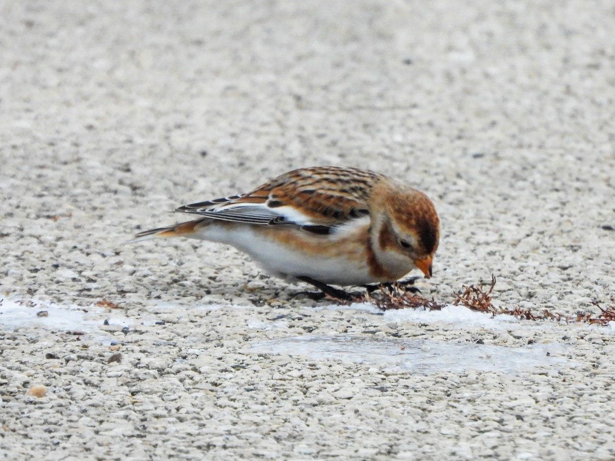 Snow Bunting - ML646481123