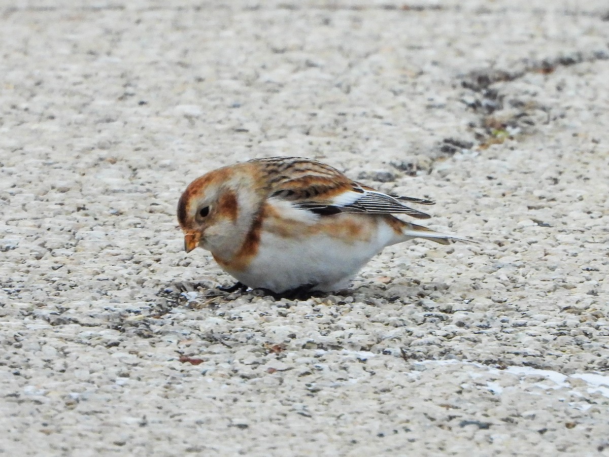 Snow Bunting - ML646481124