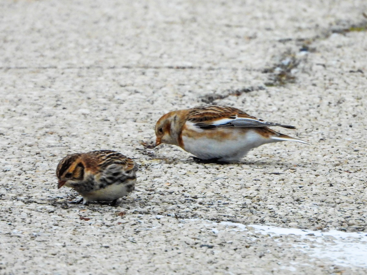 Snow Bunting - ML646481125