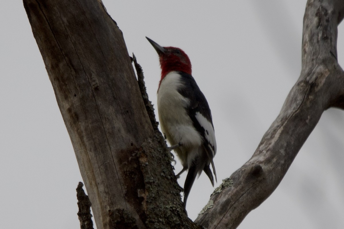 datel červenohlavý - ML646481127