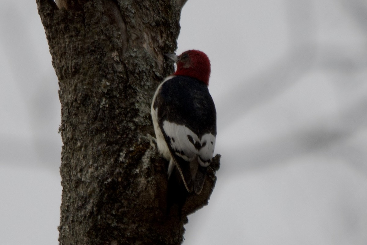 datel červenohlavý - ML646481128