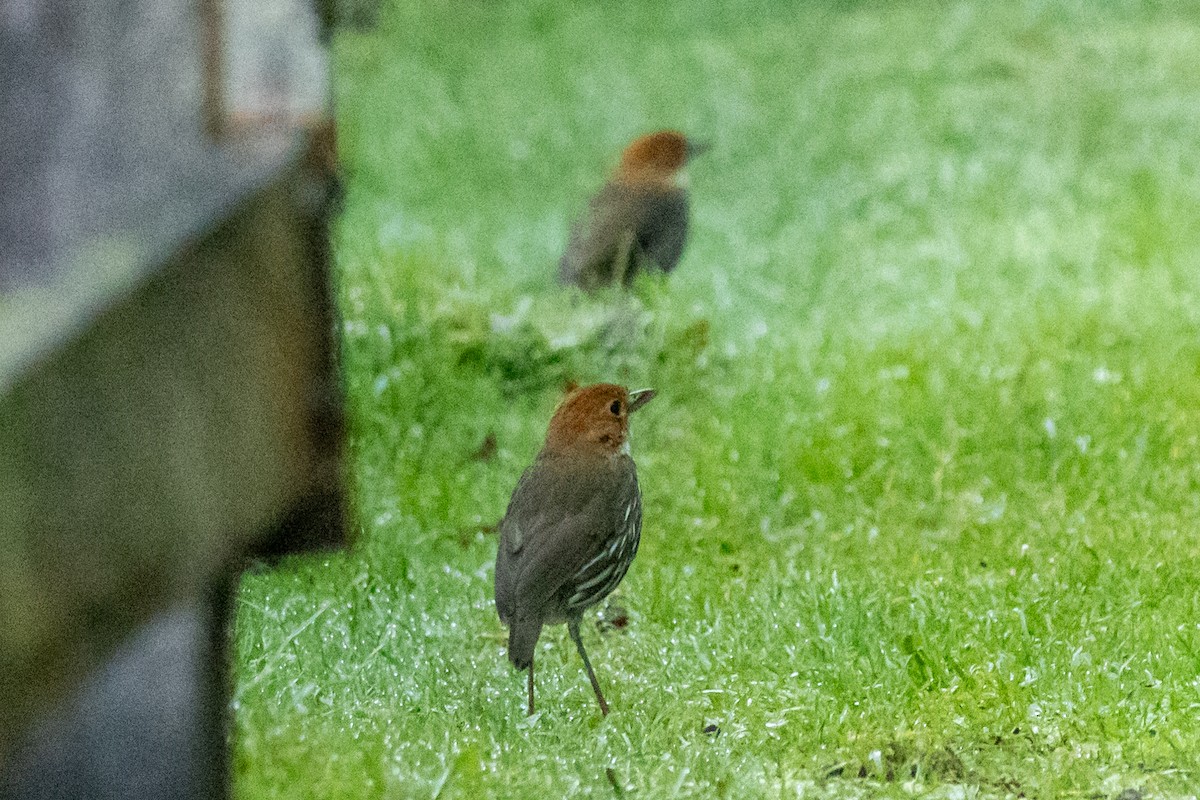 Chestnut-crowned Antpitta - ML646481152