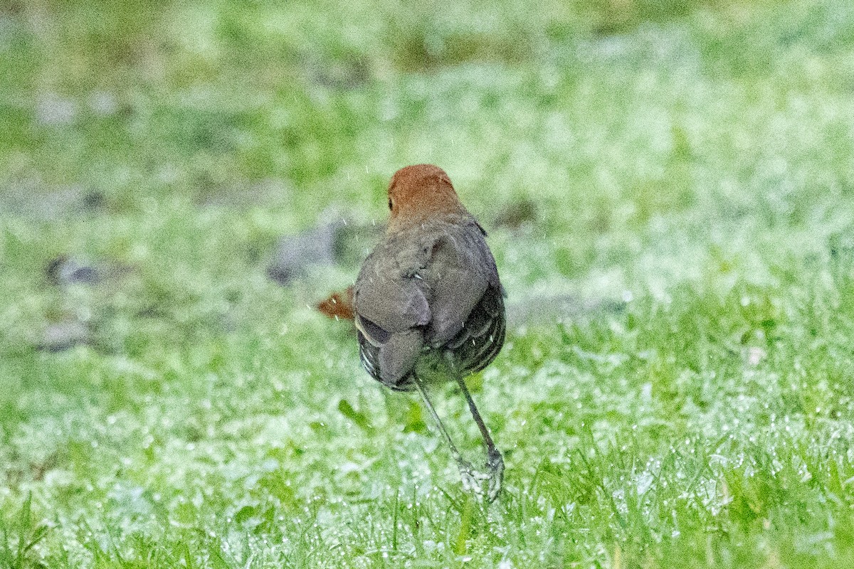 Chestnut-crowned Antpitta - ML646481153