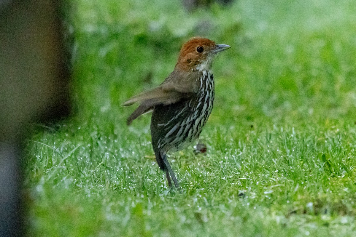 Chestnut-crowned Antpitta - ML646481154