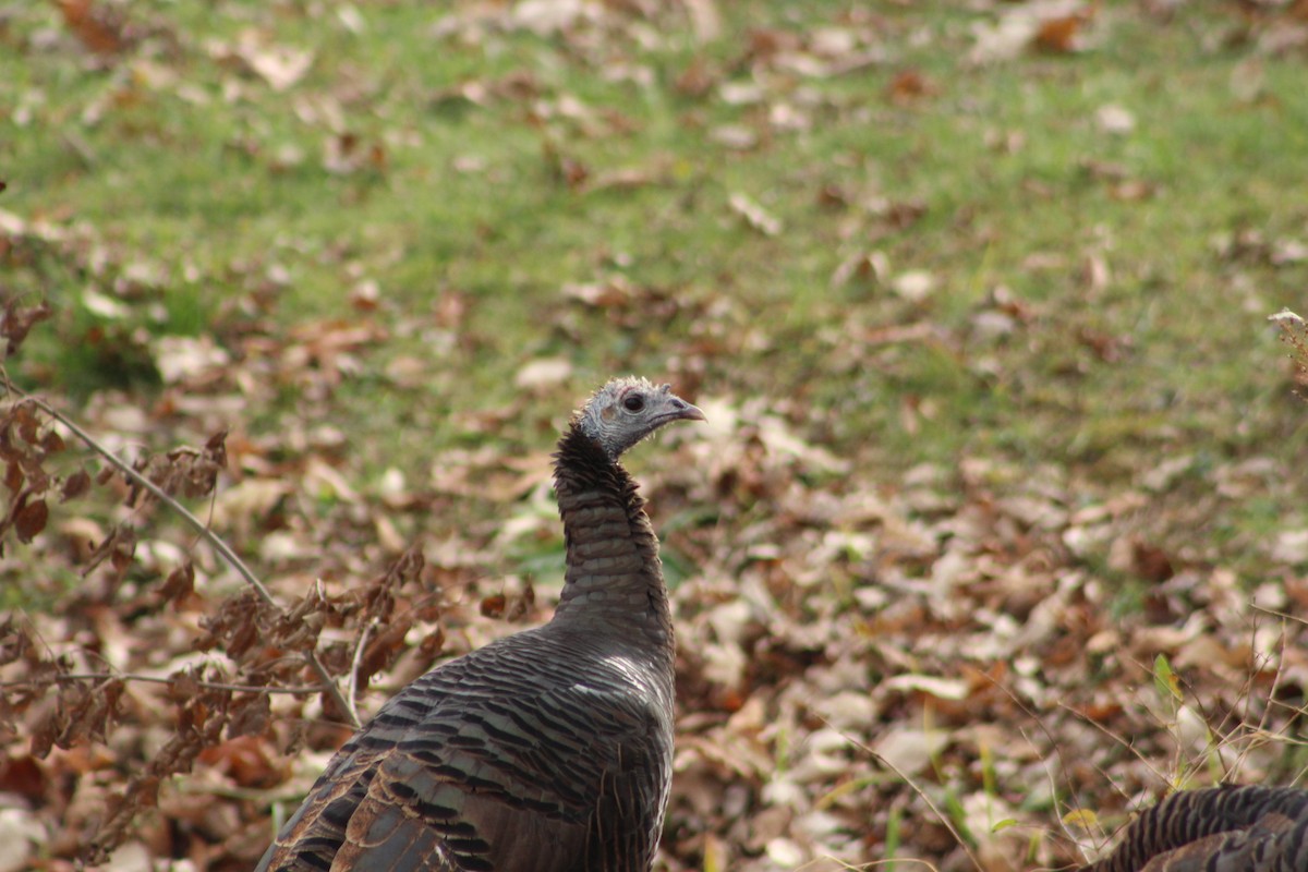 Wild Turkey - ML646481161