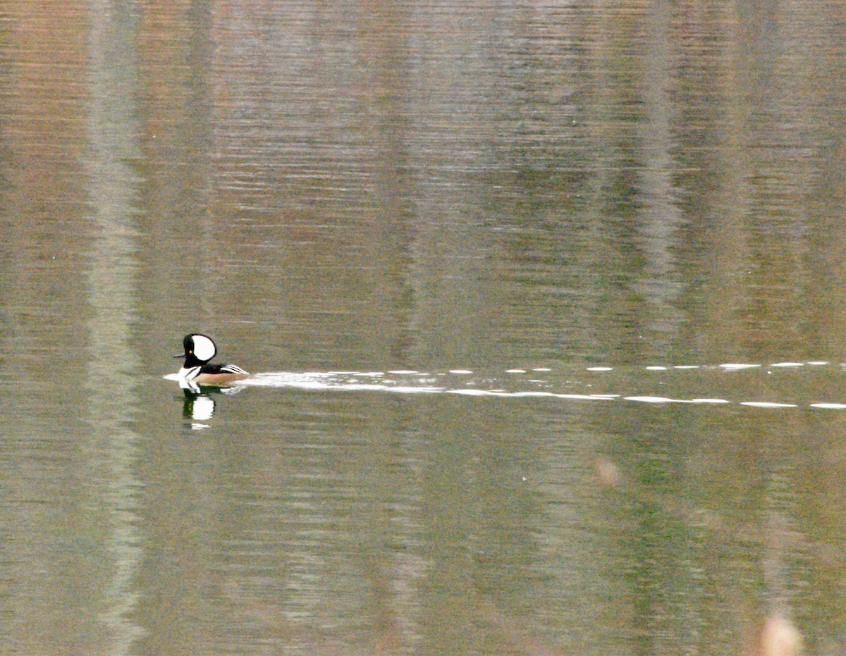 Hooded Merganser - ML646481165