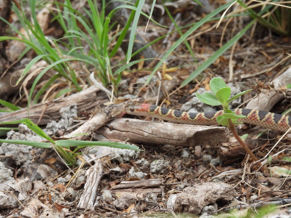 Animals - ML646481168