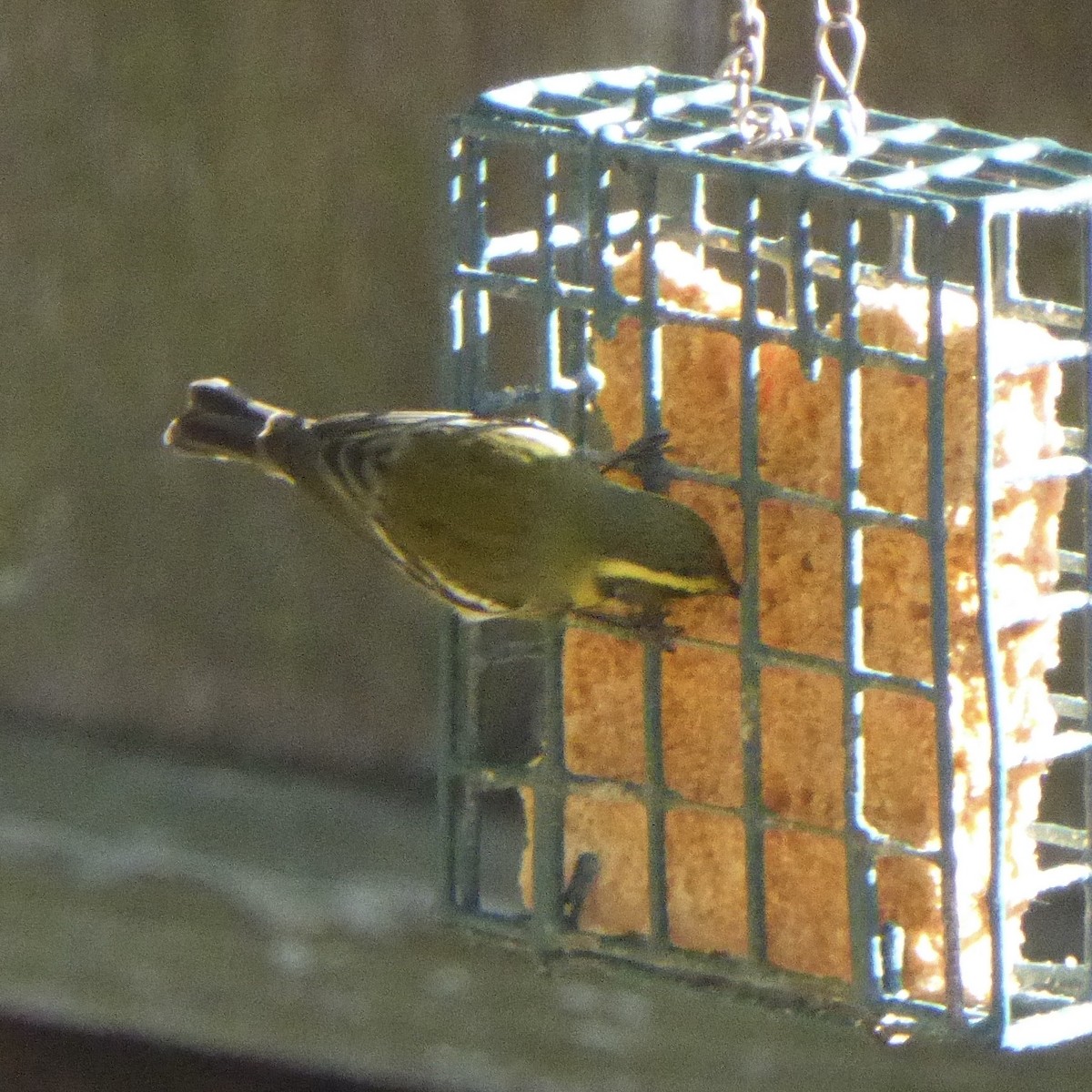 Townsend's Warbler - ML646481169