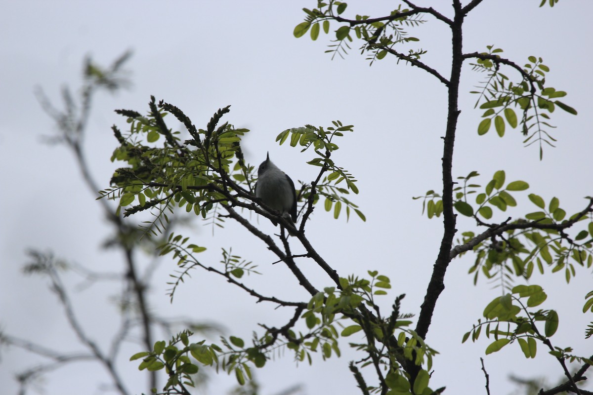 Blue-gray Gnatcatcher - ML646481171