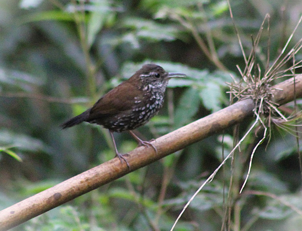 Sharp-tailed Streamcreeper - ML646481173
