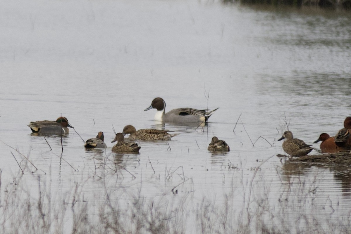ostralka štíhlá - ML646481177