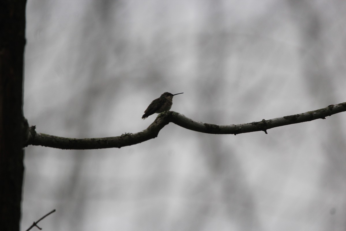 Colibri à gorge rubis - ML646481184