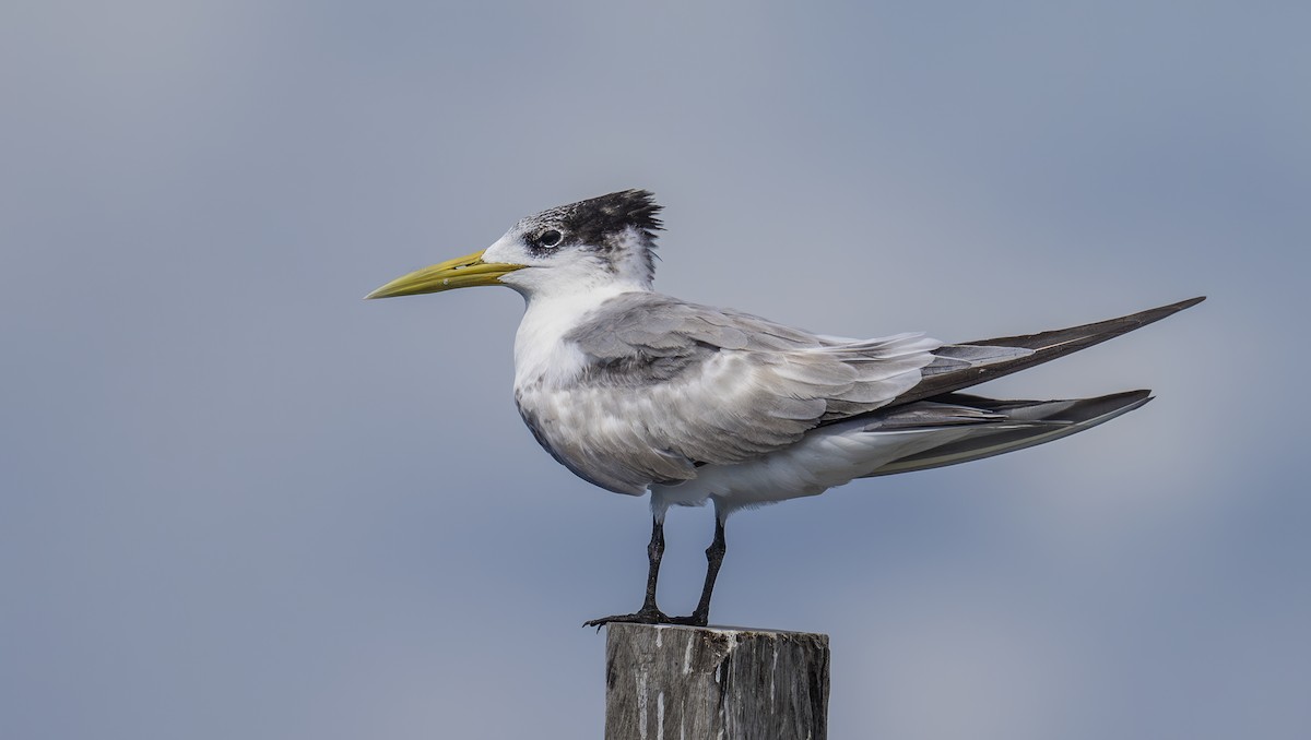 שחפית צהובת-מקור - ML646481185
