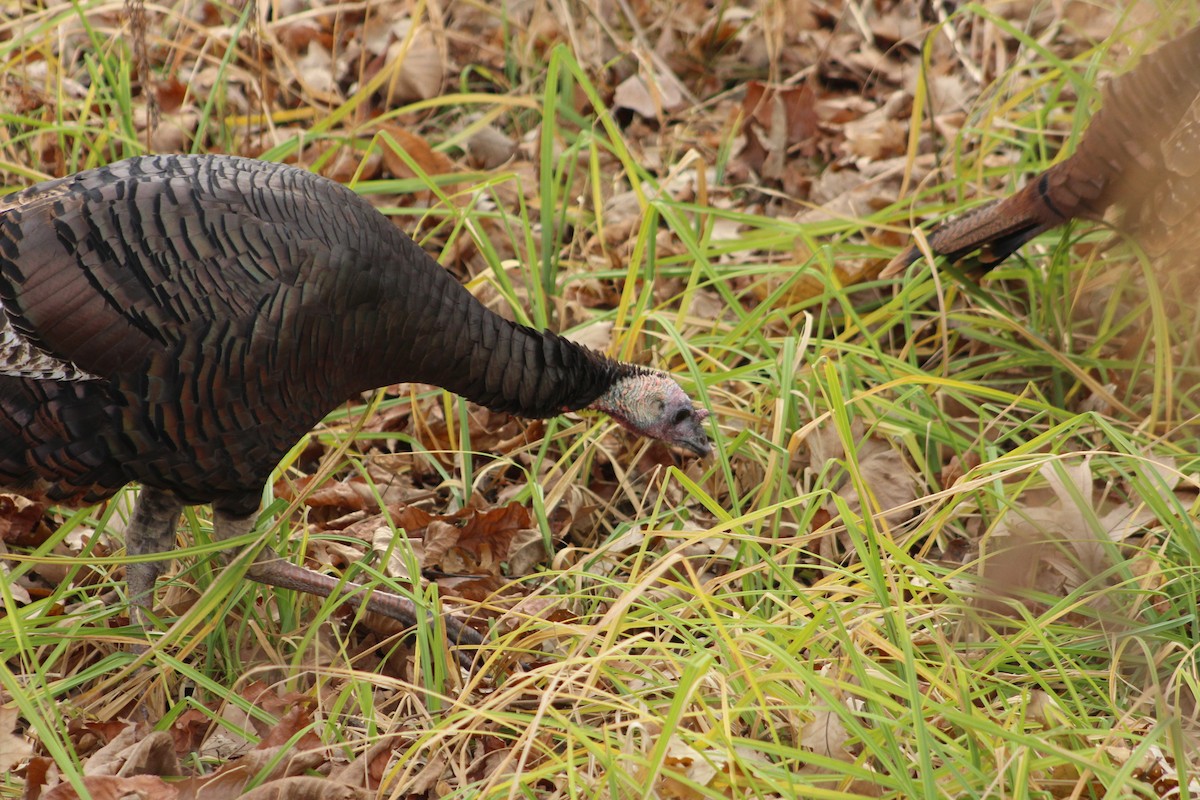 Wild Turkey - ML646481188