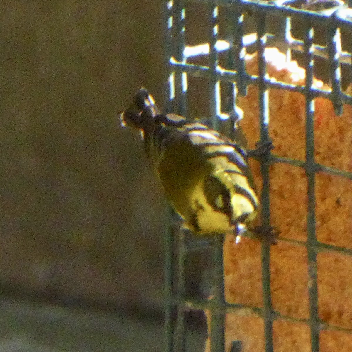 Townsend's Warbler - ML646481190