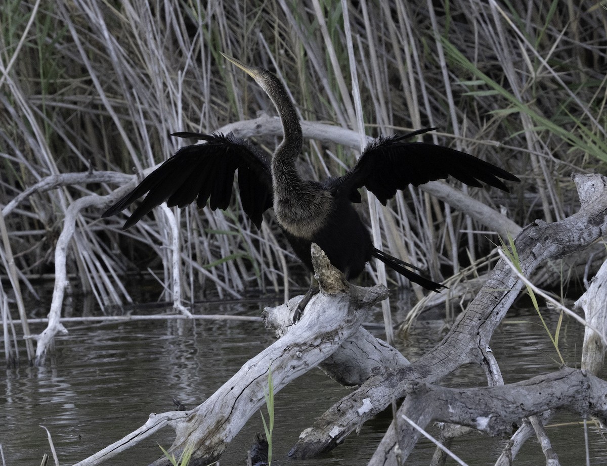 Anhinga - ML646481192