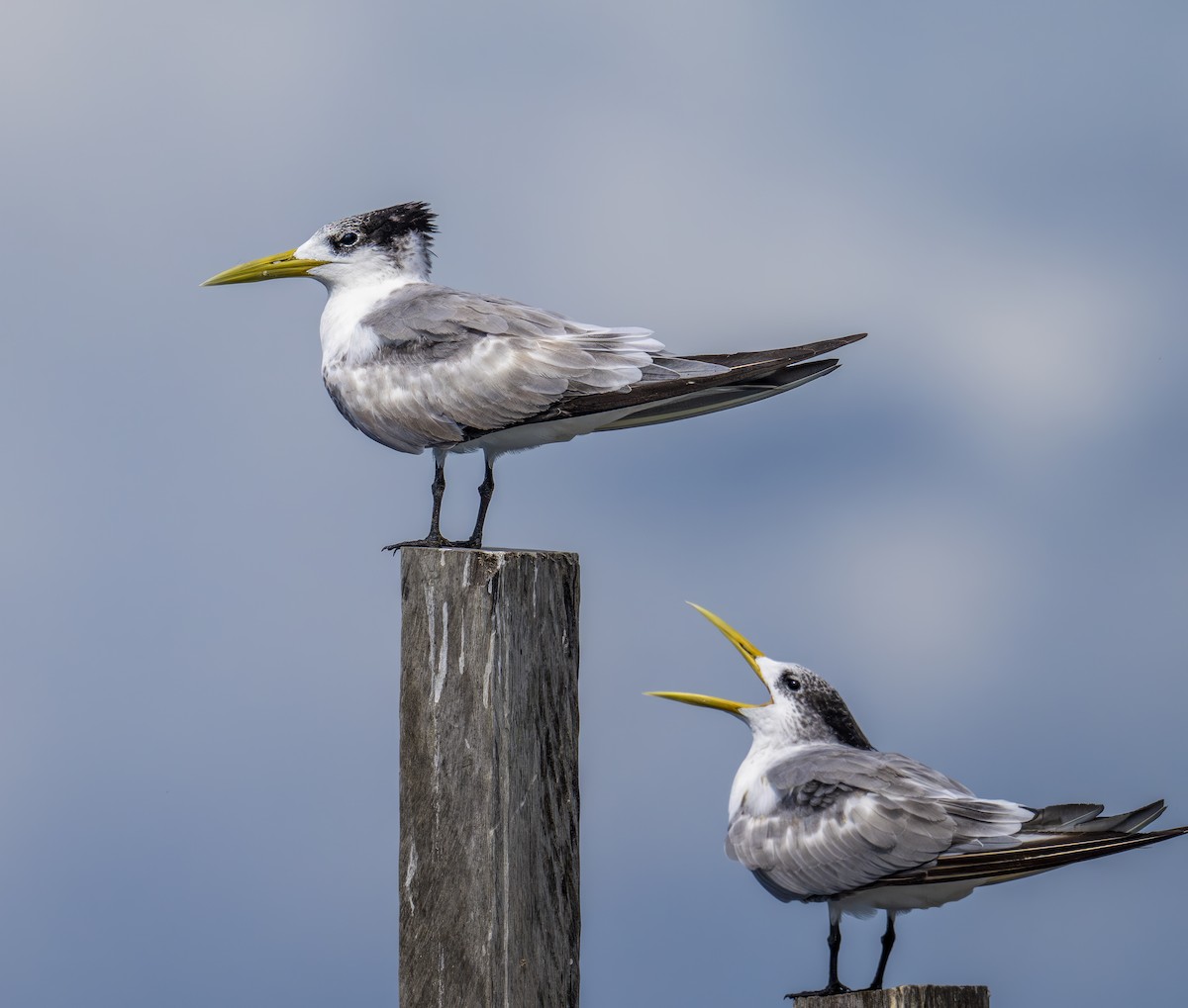 שחפית צהובת-מקור - ML646481197