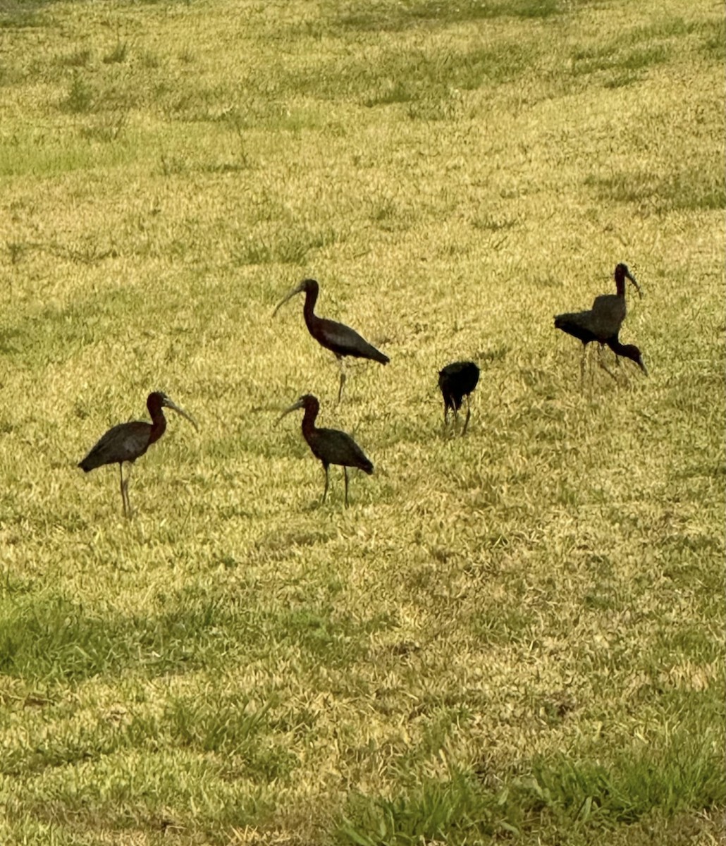 Morito Común - ML646481198